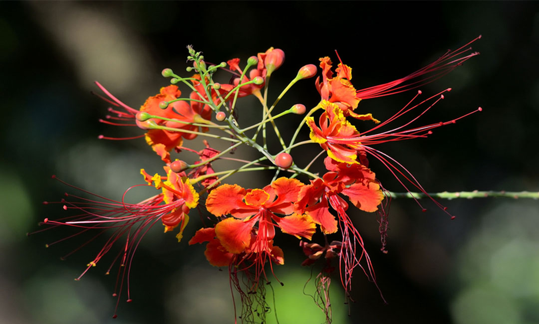 雅安花帮主百科词条创建案例